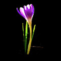 Crocus 2018-1
