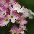 Dogwood 1