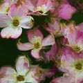 Dogwood 2