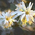 Star Magnolia